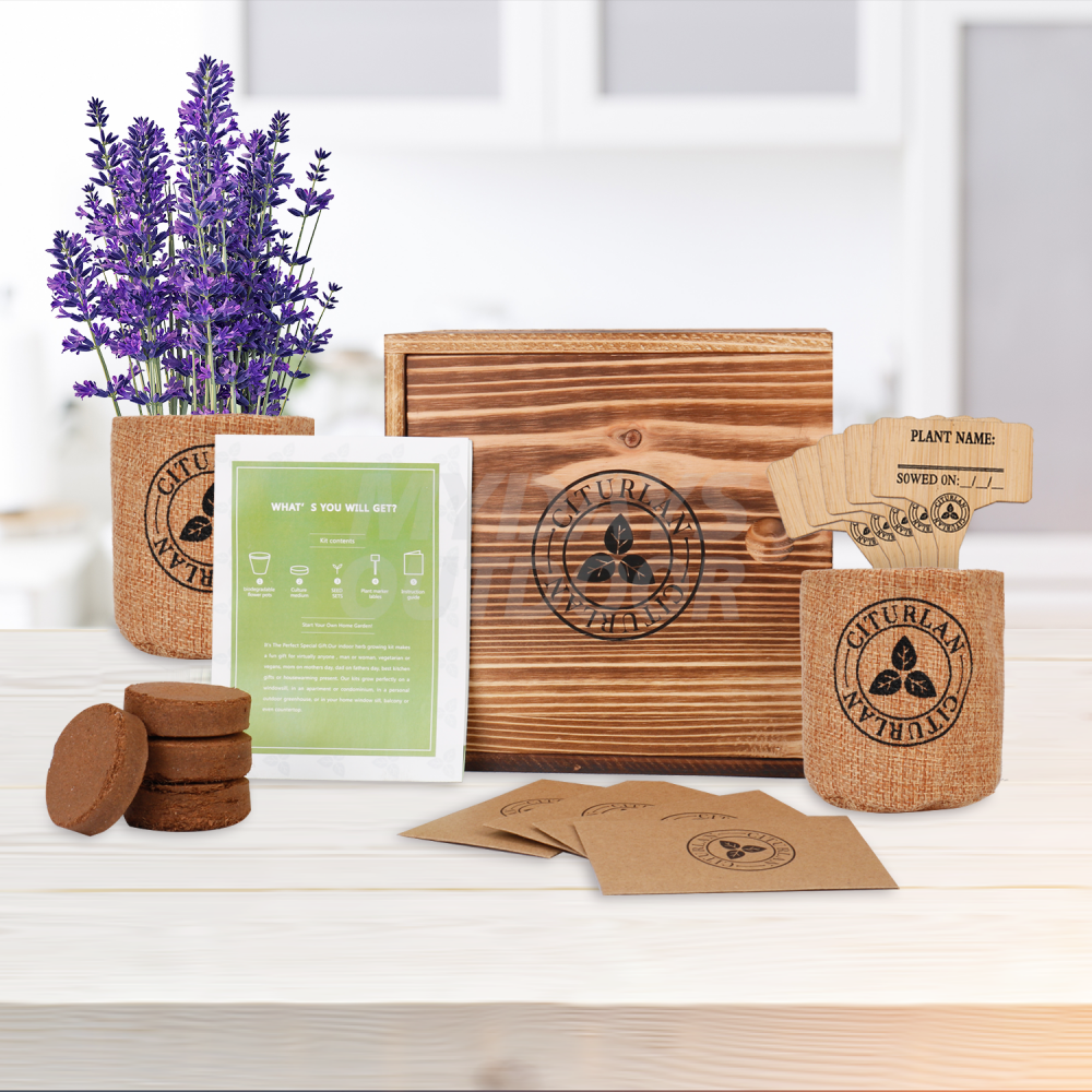Стартовый набор бонсай из семян мини-дерева, деревянная подарочная коробка